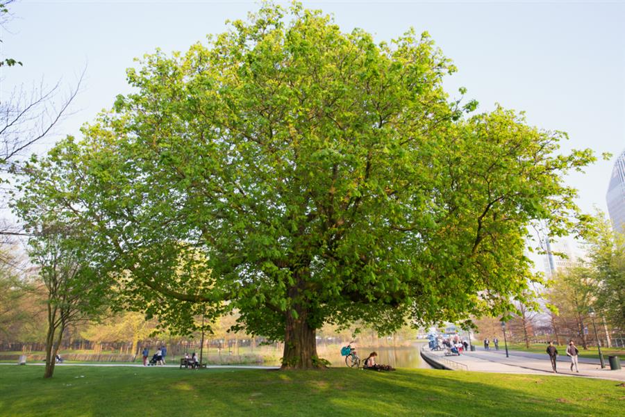 Bericht Jan van Zanen: ‘Het heeft bijna iets magisch zo’n oeroude boom’  bekijken